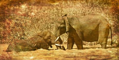 Güney Afrika Kruger Ulusal Parkı 'ndaki Afrika filleri.