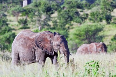 Güney Afrika Kruger Ulusal Parkı 'ndaki Afrika filleri.