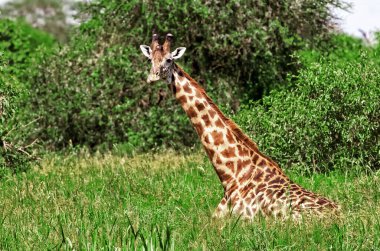 Zürafalar (Giraffa camelopardalis) Botsvana, Afrika 'da Okavango Deltası' nda