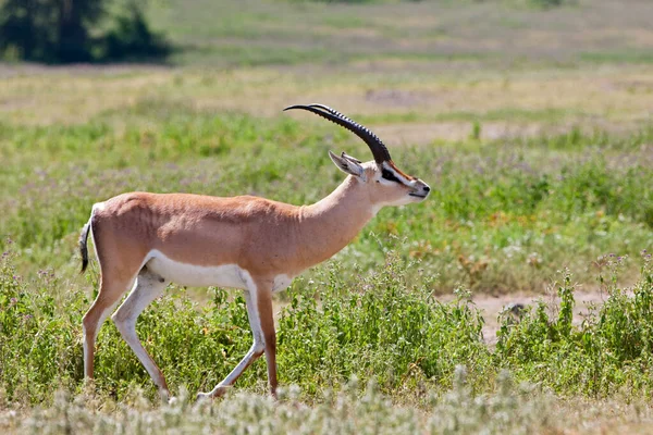 Afrikaanse Antilope Giraffa Camelopardalis Savanne Van Kenya — Stockfoto