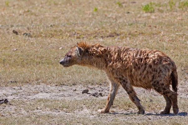 Lähikuva Hyeenasta Savannahissa — kuvapankkivalokuva