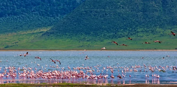 Flamingos Ngorongoro Krater Tansania — Stockfoto