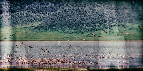 Flamingos Cratera Ngorongoro Tanzânia — Fotografia de Stock