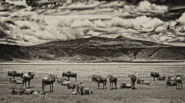 Wildebeests Nel Parco Nazionale Del Serengeti Tanzania — Foto Stock