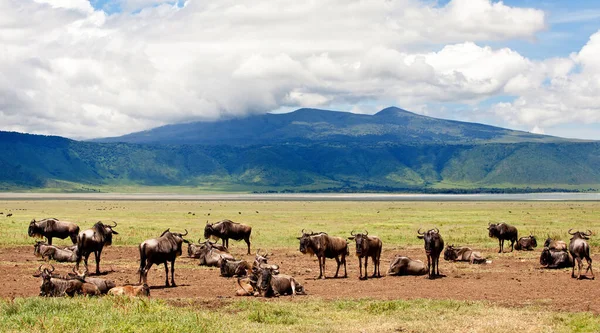 Wildebeests Serengetin Kansallispuistossa Tansaniassa — kuvapankkivalokuva