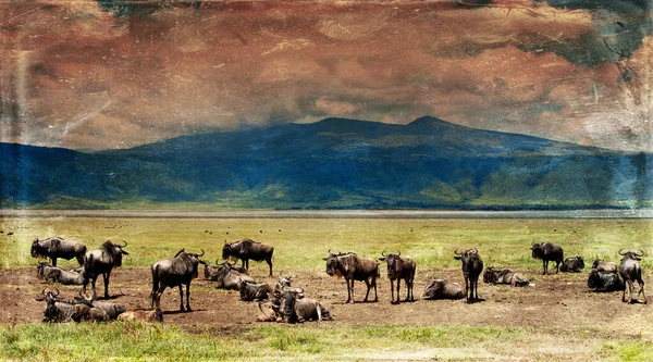 Wildebeests Nel Parco Nazionale Del Serengeti Tanzania — Foto Stock