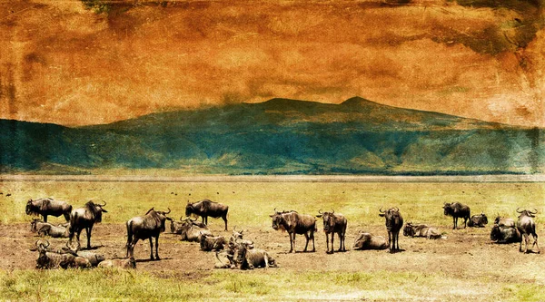 Вільдебісти Національному Парку Серенгеті Танзанія — стокове фото