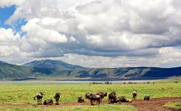Los Ñus Parque Nacional Del Serengeti Tanzania —  Fotos de Stock