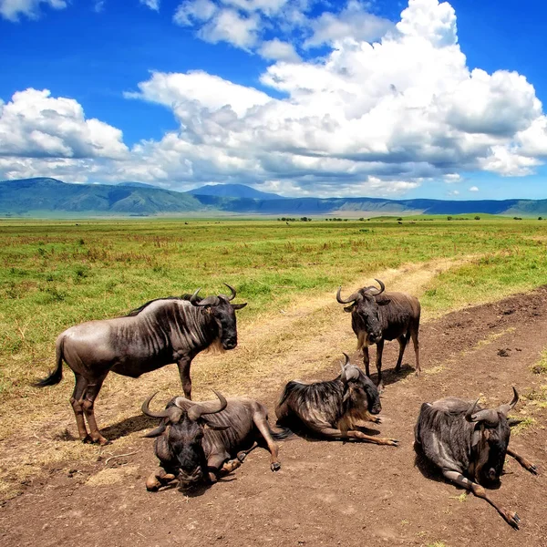 Wildebeests Národním Parku Serengeti Tanzanie — Stock fotografie