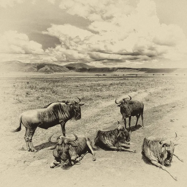 Gnus Parque Nacional Serengeti Tanzânia — Fotografia de Stock