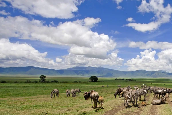 Herd Zebras Savannah Kenya — Stock Photo, Image