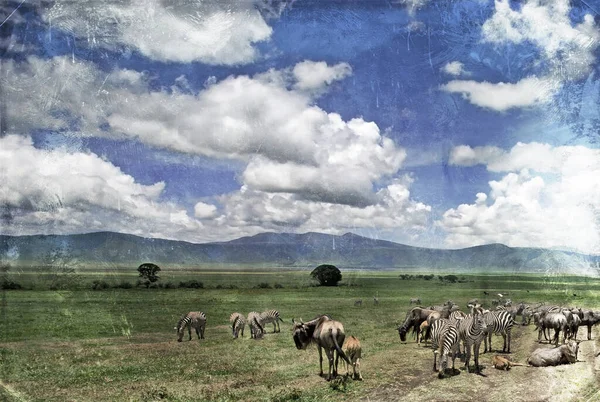 Afrikanische Tiere Tierwelt Fauna Natur Säugetier Giraffe Büffel Savanne Tansania — Stockfoto
