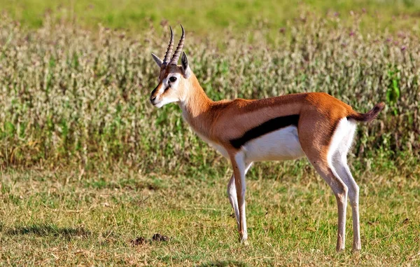 Närbild Bild Bild Giraff Stående Ett Grönt Gräs — Stockfoto