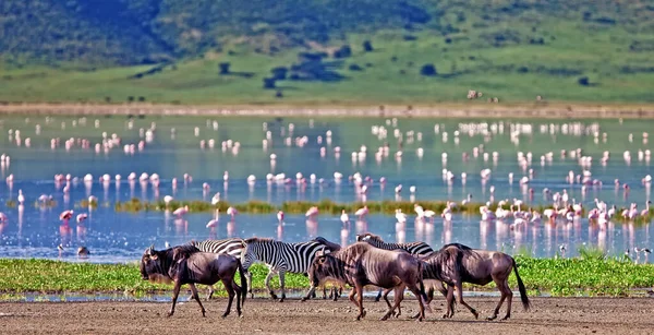 Zebre Gnu Passeggiano Lungo Lago Nel Cratere Ngorongoro Tanzania Fenicotteri — Foto Stock