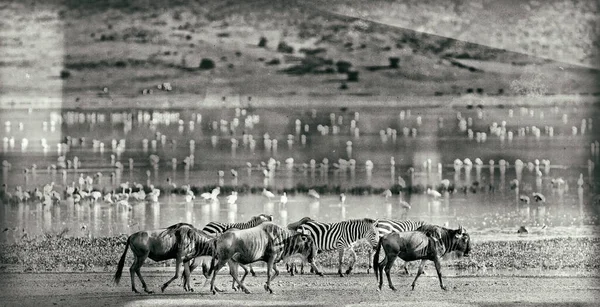 Zebre Gnu Passeggiano Lungo Lago Nel Cratere Ngorongoro Tanzania Fenicotteri — Foto Stock