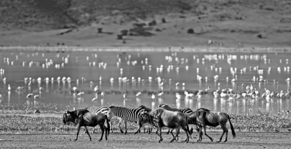 Zebra Een Wildebeest Wandelen Naast Het Meer Ngorongoro Crater Tanzania — Stockfoto