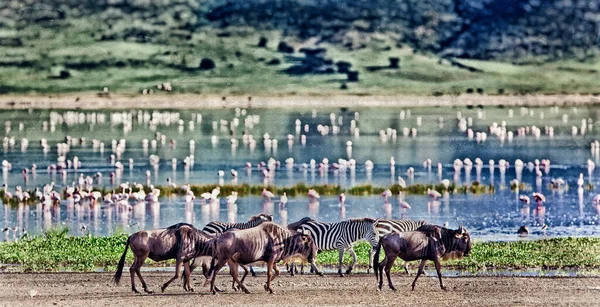 Zebre Gnu Passeggiano Lungo Lago Nel Cratere Ngorongoro Tanzania Fenicotteri — Foto Stock