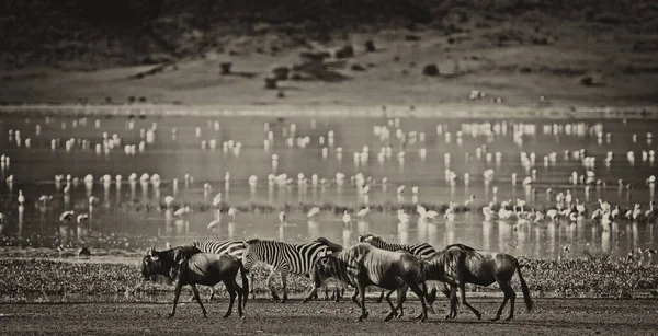 坦桑尼亚恩戈龙戈罗陨石坑湖畔散步的斑马和一只野兽 身后是火烈鸟 — 图库照片