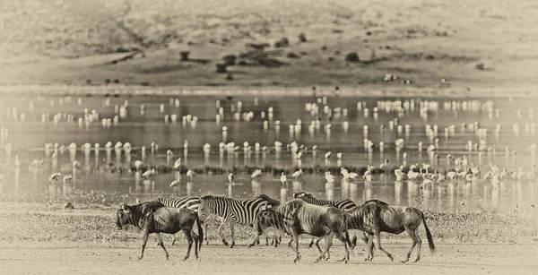 Zebras Gnus Caminhando Lado Lago Cratera Ngorongoro Tanzânia Flamingos Fundo — Fotografia de Stock