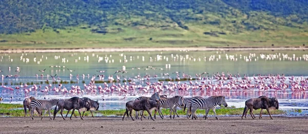 Zebras Gnuer Som Går Ved Sjøen Ngorongoro Krateret Tanzania Flamingoer – stockfoto