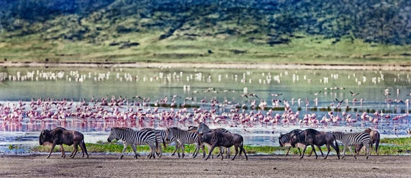 Zebralar Antiloplar Ngorongoro Krateri Nde Tanzanya Arka Planda Flamingolarda Gölün — Stok fotoğraf