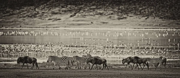 Zebras Gnus Caminhando Lado Lago Cratera Ngorongoro Tanzânia Flamingos Fundo — Fotografia de Stock