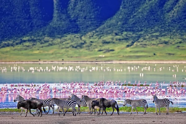 Zebry Pakoně Kráčející Podél Jezera Kráteru Ngorongoro Tanzanie Plameňáci Pozadí — Stock fotografie