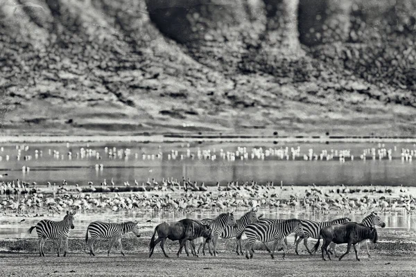 Zebras Gnus Caminhando Lado Lago Cratera Ngorongoro Tanzânia Flamingos Fundo — Fotografia de Stock