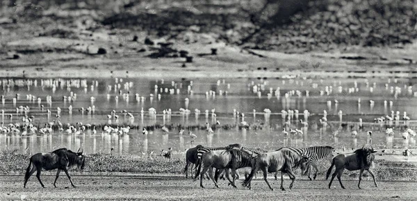 Seeprat Gnuut Kävelevät Järven Rannalla Ngorongoron Kraatterissa Tansaniassa Flamingot Taustalla — kuvapankkivalokuva