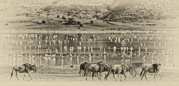 Zèbres Gnous Marchant Bord Lac Dans Cratère Ngorongoro Tanzanie Flamants — Photo