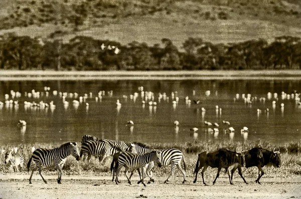 Zebre Gnu Passeggiano Lungo Lago Nel Cratere Ngorongoro Tanzania Fenicotteri — Foto Stock