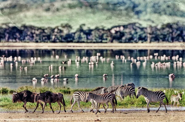 Zebry Pakoně Procházející Jezera Kráteru Ngorongoro Tanzanie Plameňáci Pozadí — Stock fotografie