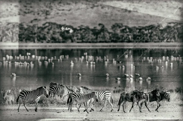 Zebras Gnu Caminhando Lado Lago Cratera Ngorongoro Tanzânia Flamingos Fundo — Fotografia de Stock