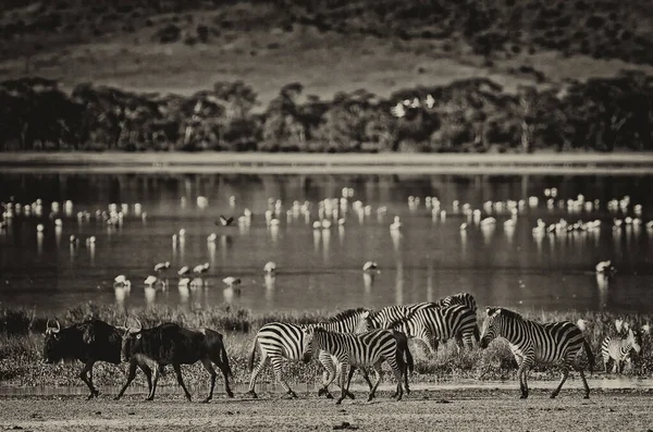 Zebre Gnu Passeggiano Lungo Lago Nel Cratere Ngorongoro Tanzania Fenicotteri — Foto Stock