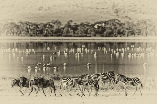 Zebras Gnu Caminhando Lado Lago Cratera Ngorongoro Tanzânia Flamingos Fundo — Fotografia de Stock