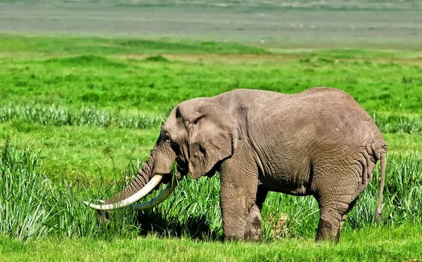 Afrikai Elefántok Kruger Nemzeti Parkban Dél Afrika — Stock Fotó