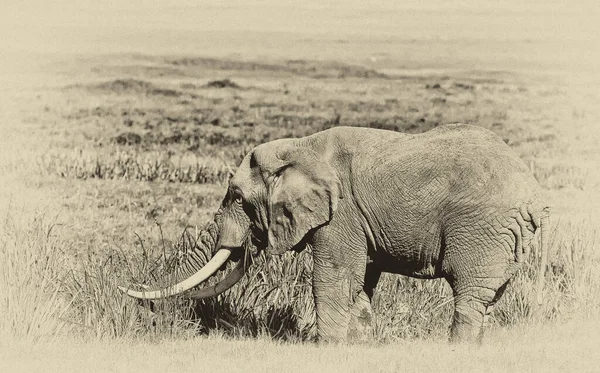 Afrikai Elefántok Kruger Nemzeti Parkban Dél Afrika — Stock Fotó