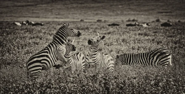 Zebras Parque Nacional Serengeti Tanzânia — Fotografia de Stock