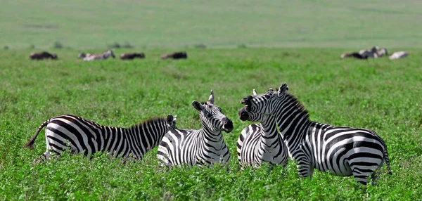 Cebras Parque Nacional Del Serengeti Tanzania —  Fotos de Stock