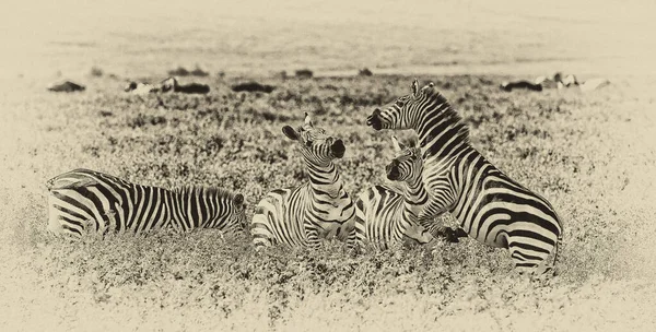 セレンゲティ国立公園のゼブラス タンザニア — ストック写真