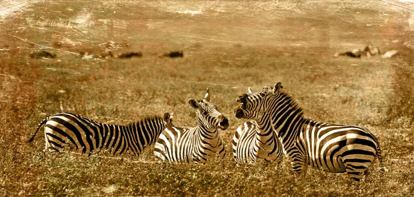 Зебры Национальном Парке Серенгети — стоковое фото