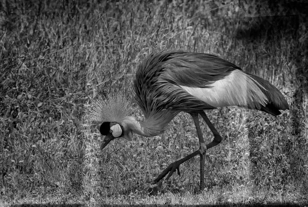 Vintage style black and white image of a Black crowned crane in Ngorongoro Crater in Tanzania