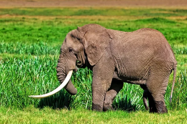 Elefantes Africanos Parque Nacional Kruger África Sul — Fotografia de Stock