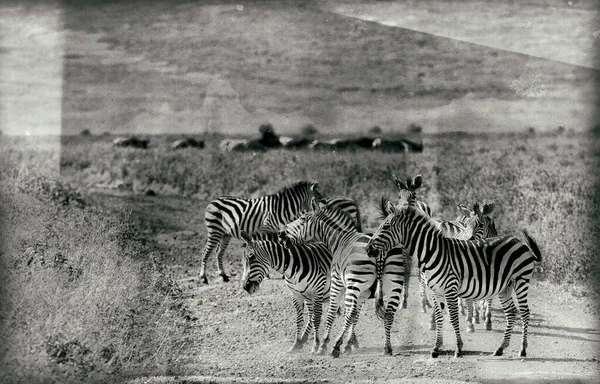 Zebry Národním Parku Serengeti Tanzanie — Stock fotografie