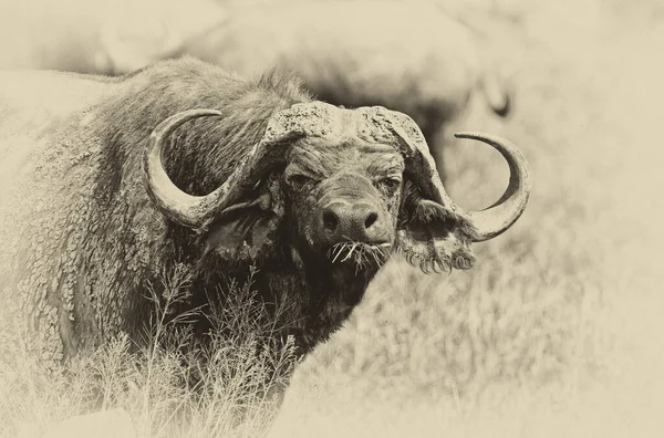 Buffalos Ngorongoro Kratern Tanzania — Stockfoto