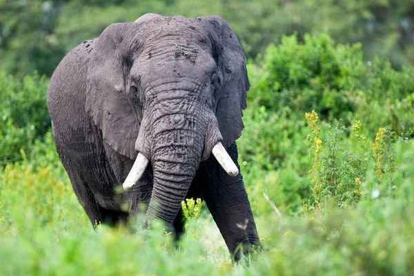 Африканские Слоны Национальном Парке Крюгер Юар — стоковое фото