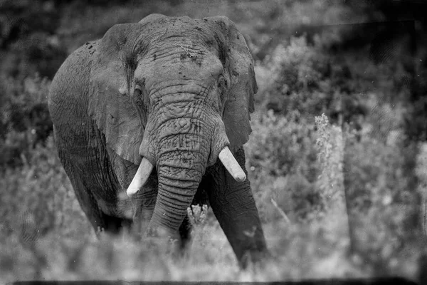 Afrikai Elefántok Kruger Nemzeti Parkban Dél Afrika — Stock Fotó