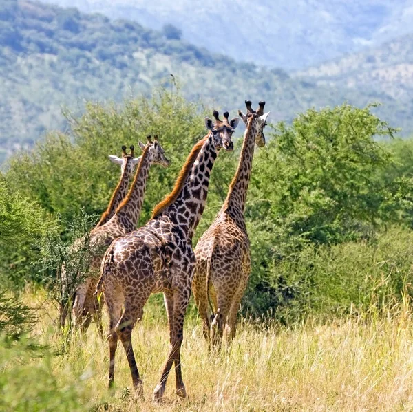 非洲博茨瓦纳奥卡万戈三角洲的Giraffes Giraffa Camelopardalis — 图库照片