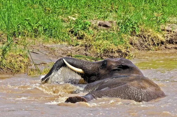 Güney Afrika Kruger Ulusal Parkı 'ndaki Afrika filleri.