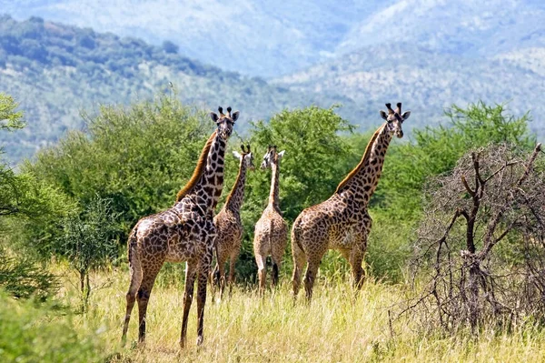 아프리카 보츠와 오카방고 지역에 Giraffa Camelopardalis — 스톡 사진